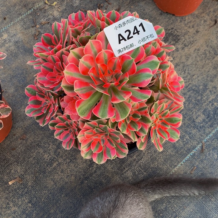 琳*女巫法师241 000