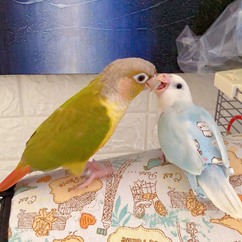 活体鹦鹉手养鸟宝拍下直播间选鸟