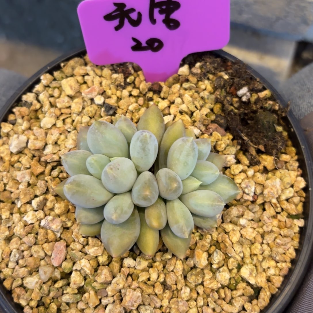 无花朵11111111111111