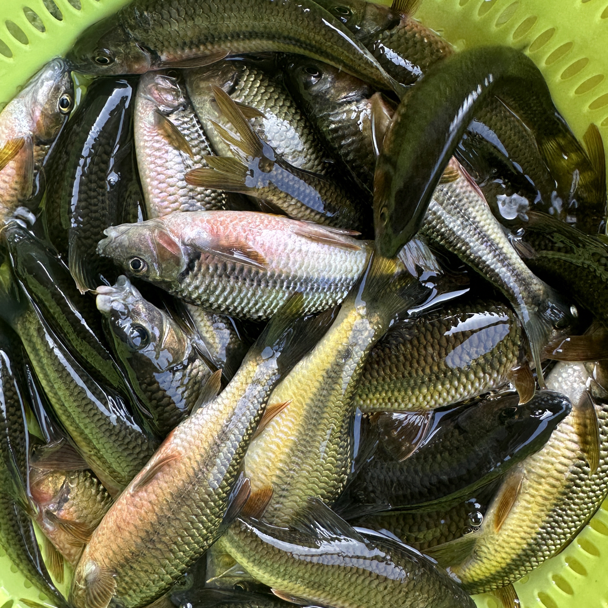 桂林淡水溪流石斑鱼顺丰包邮