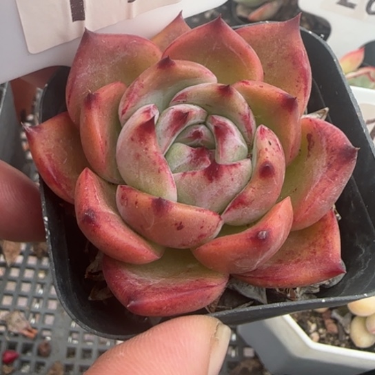 114白龙一物一拍多肉
