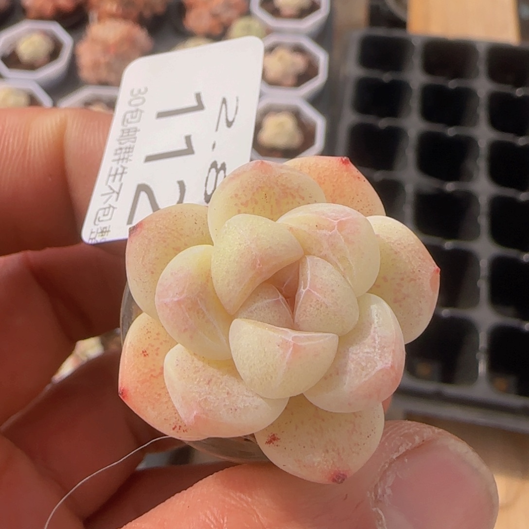 糖心冰玉单头带玻璃瓶