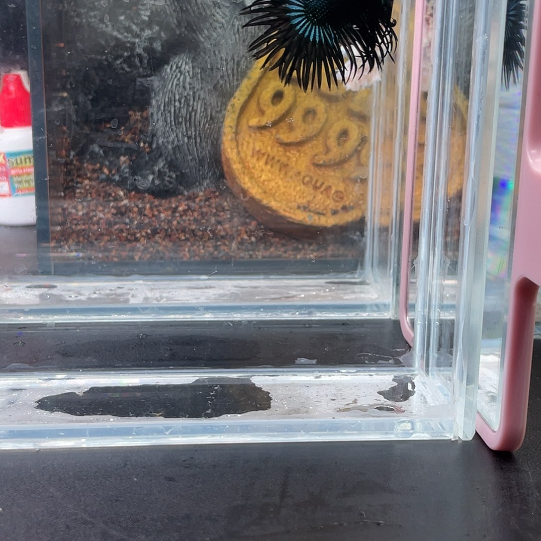 斗鱼31号1220晚毒液