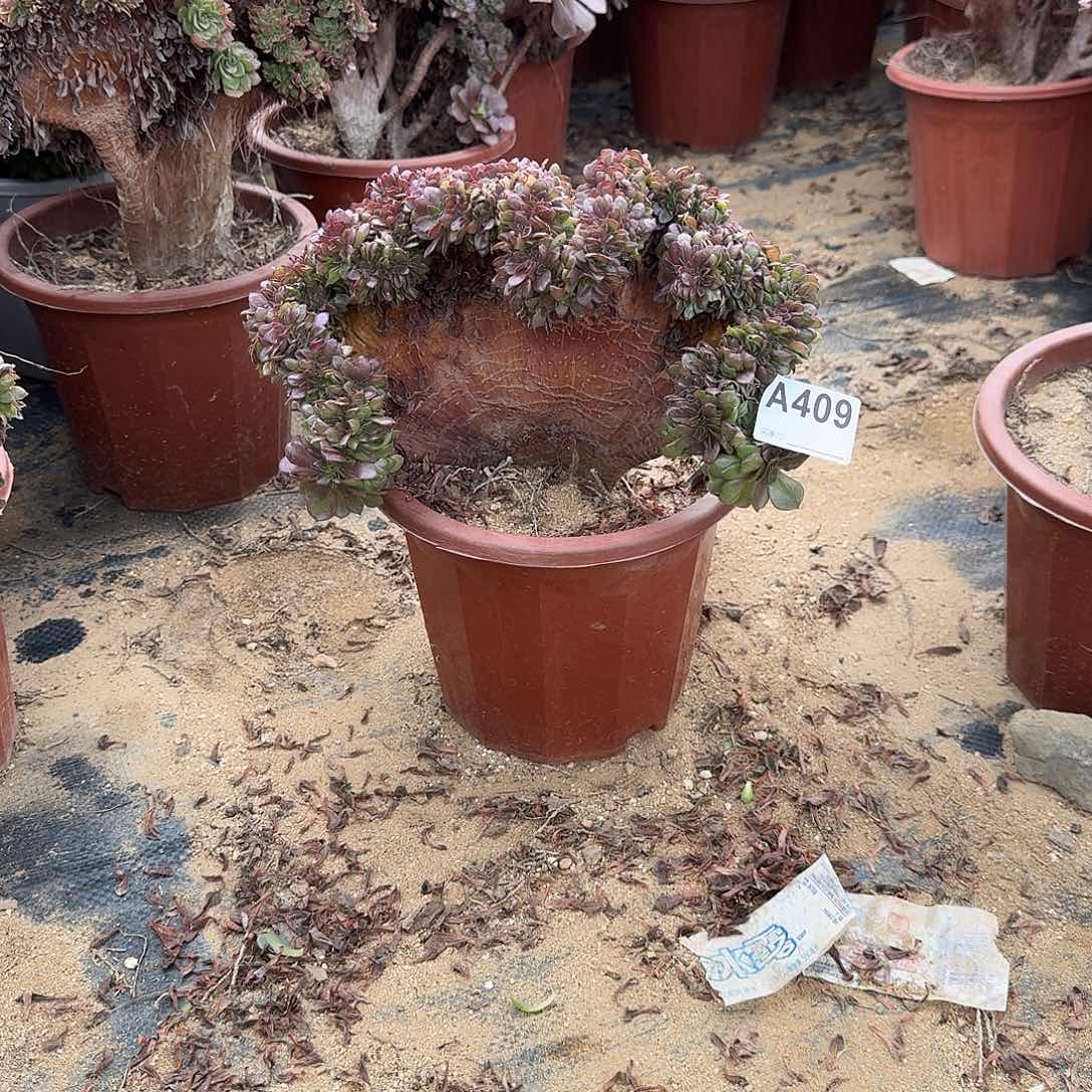 409万缀洗了满28包邮