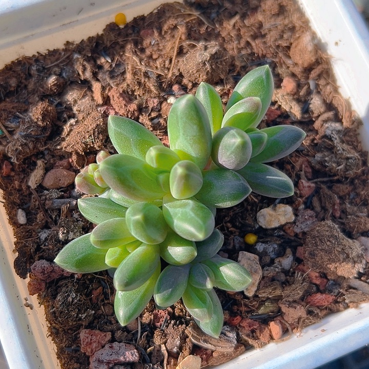 卡布奇诺个体福利特特特