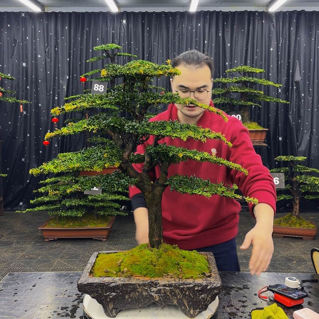 红芽罗汉松造型盆景