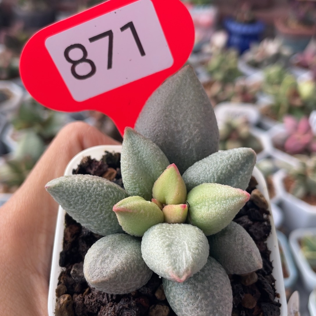 孙*     哈弗。   871。  