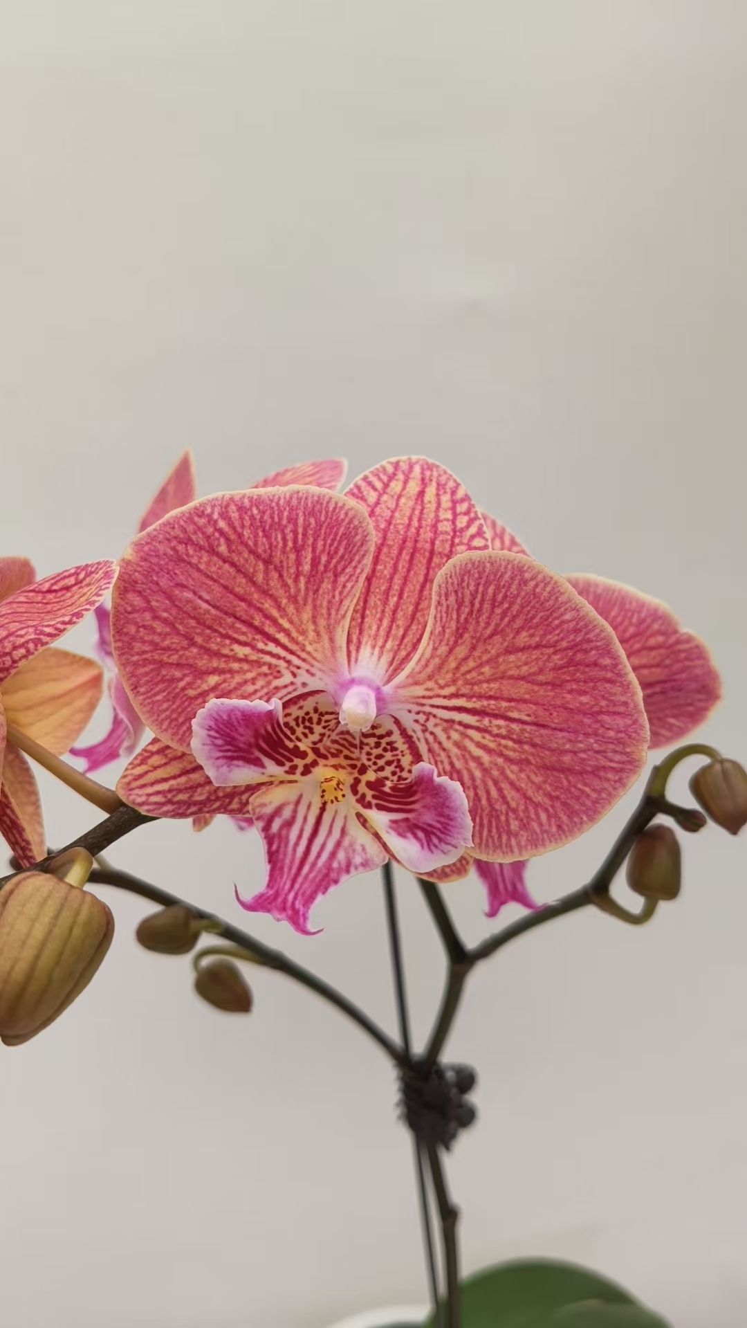 欢然花田蝴蝶兰（金缕衣）单梗，开花株无花苞