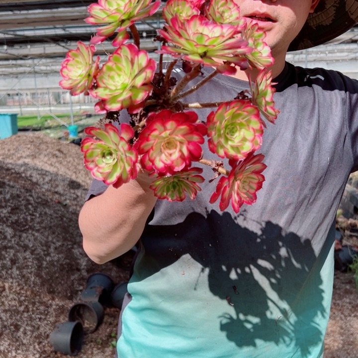 小颗红铜露养多肉法师