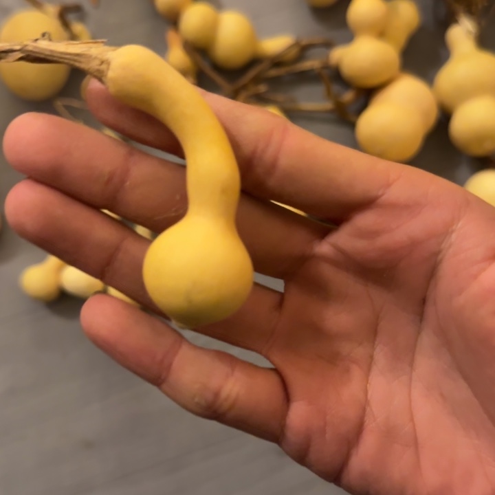 L****大叶紫檀（黑酸枝木类）