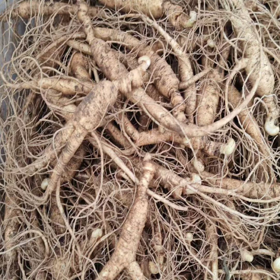 补差价链接长白山人参新鲜煲汤鹿茸整枝