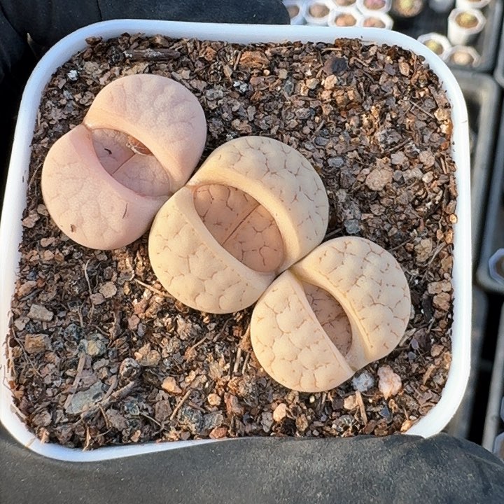 生石花1111。    93