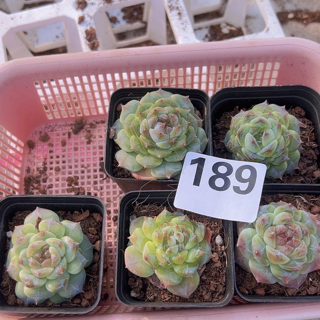 189珍妮1颗19包邮多肉