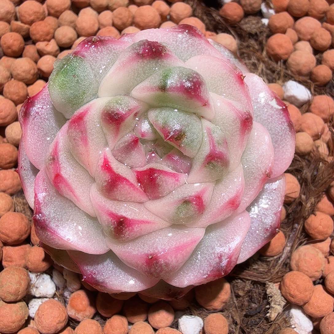 糯米团子锦，多肉植物