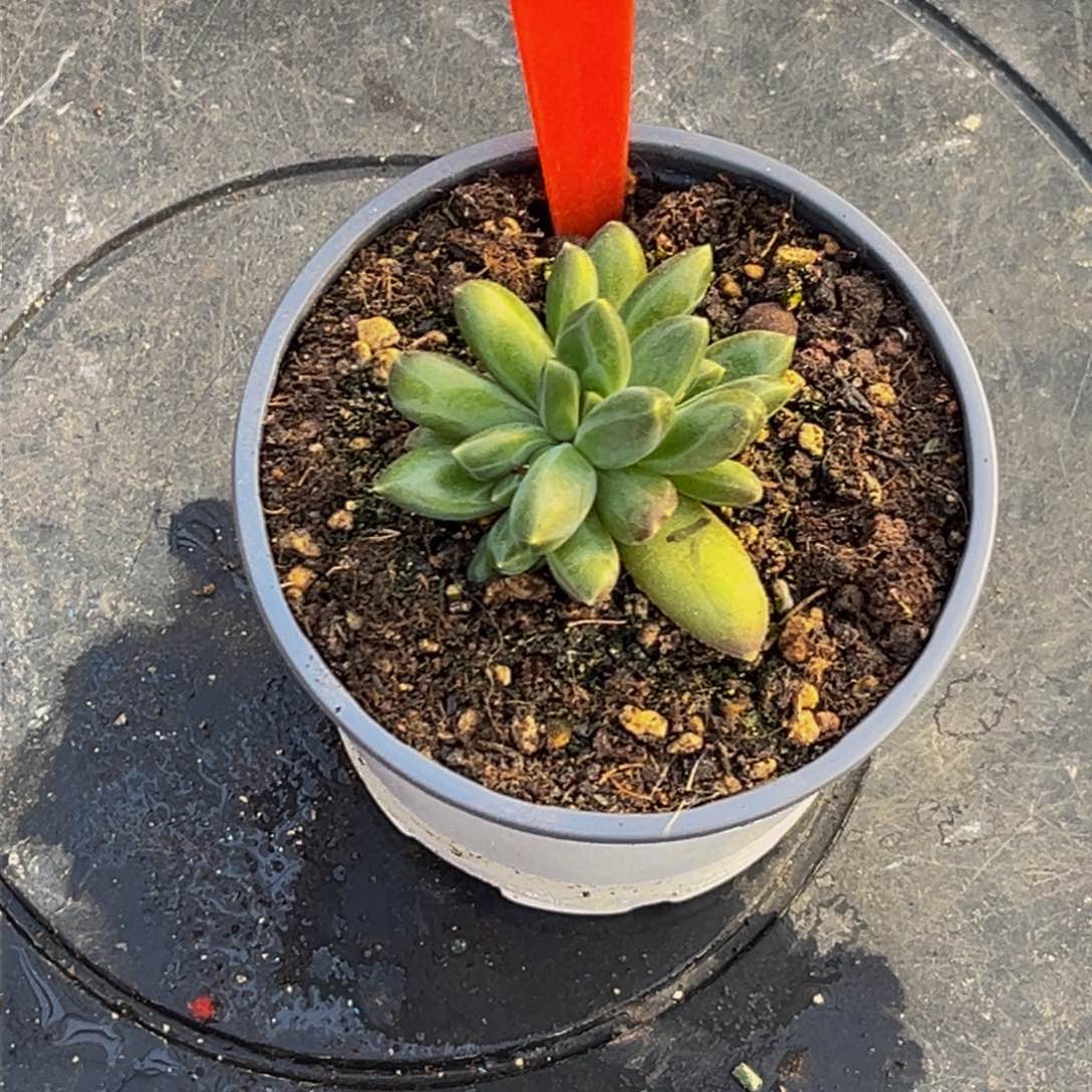 2508下午多肉植物群生
