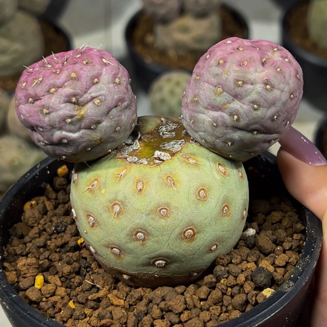 m米奇月球表面习志野带盆