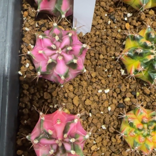 223-0122粉钻泰国发货多肉