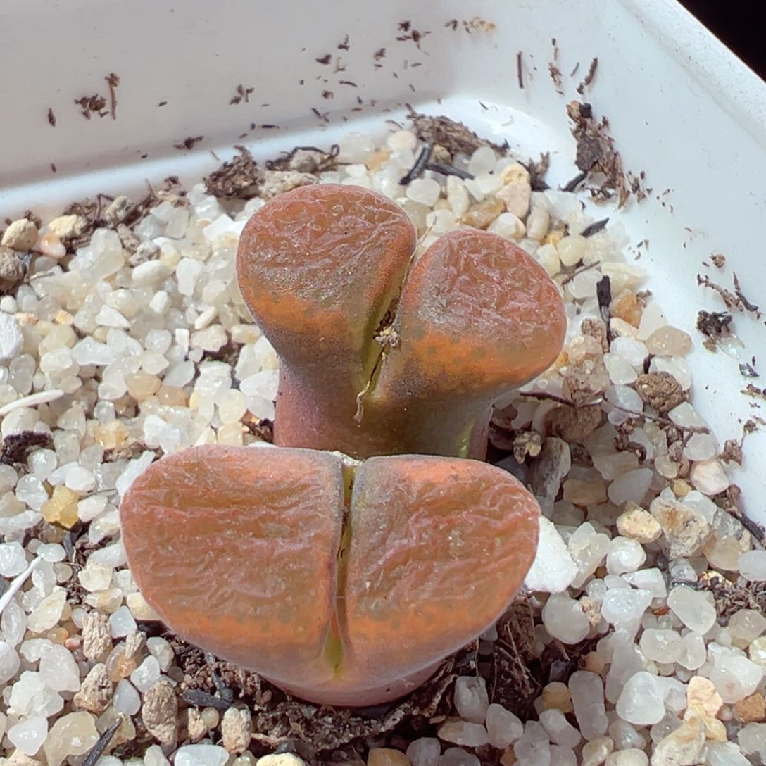 216-127多肉蛋糕风铃