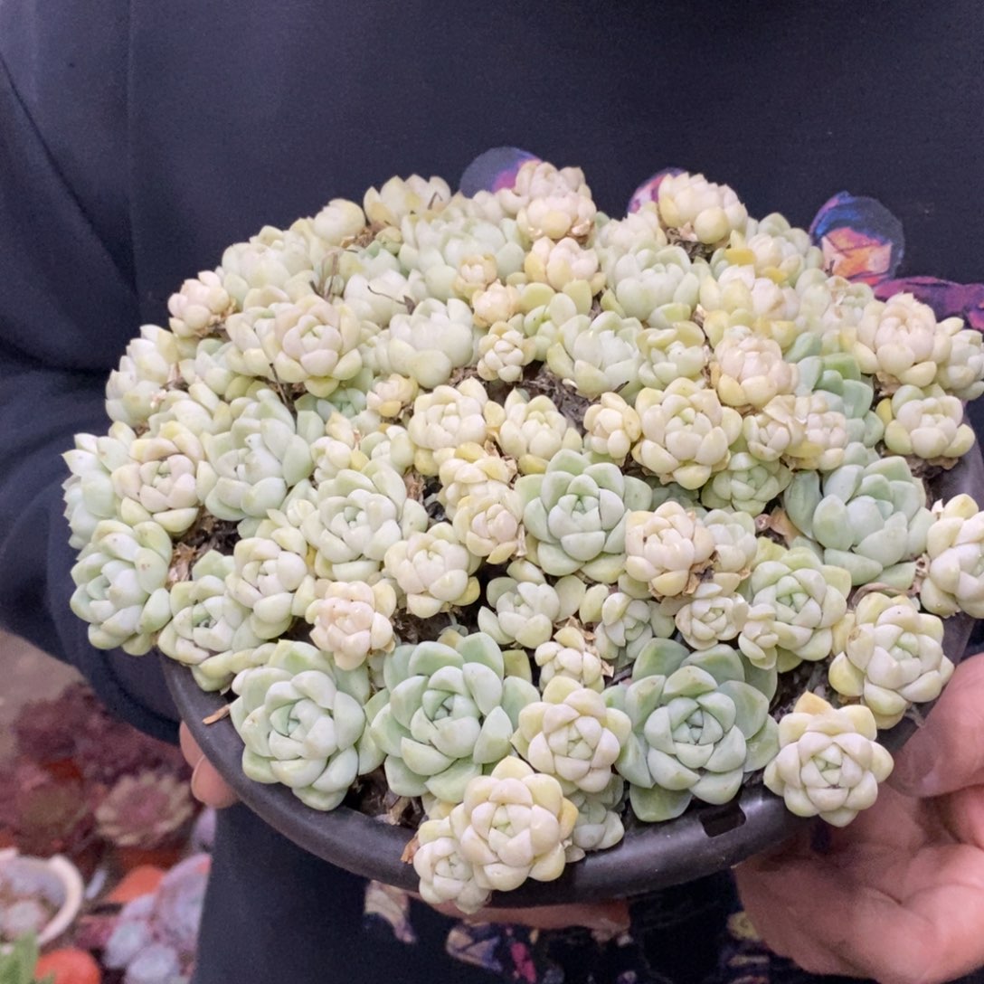 厚叶月影大盆整桩带盆土