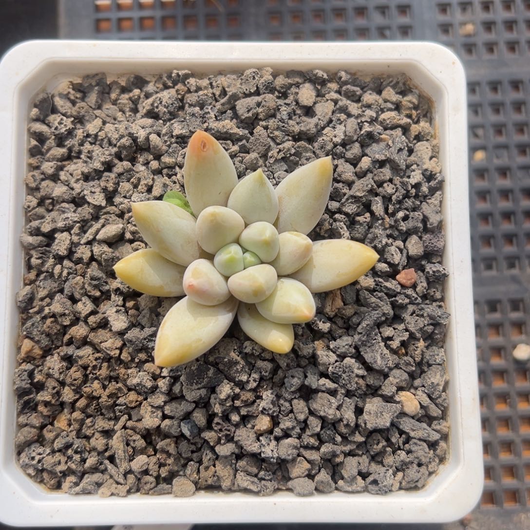 张张精品多肉哥特小民