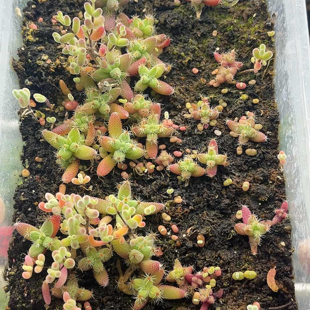 11混播切糕优选枝干番杏