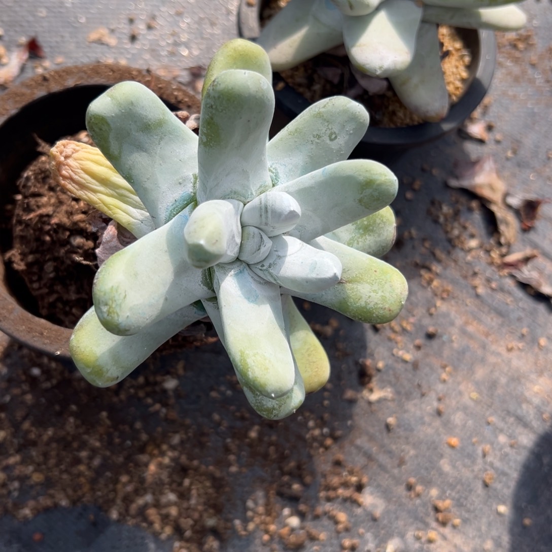 索***h谢谢姐姐～一物一拍239