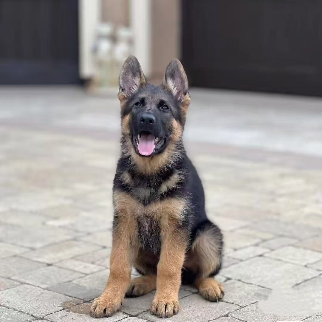 【挚友德牧】T狗狗活体