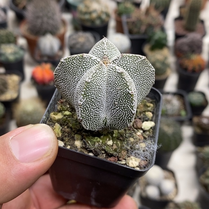 实生恩塚特价福利