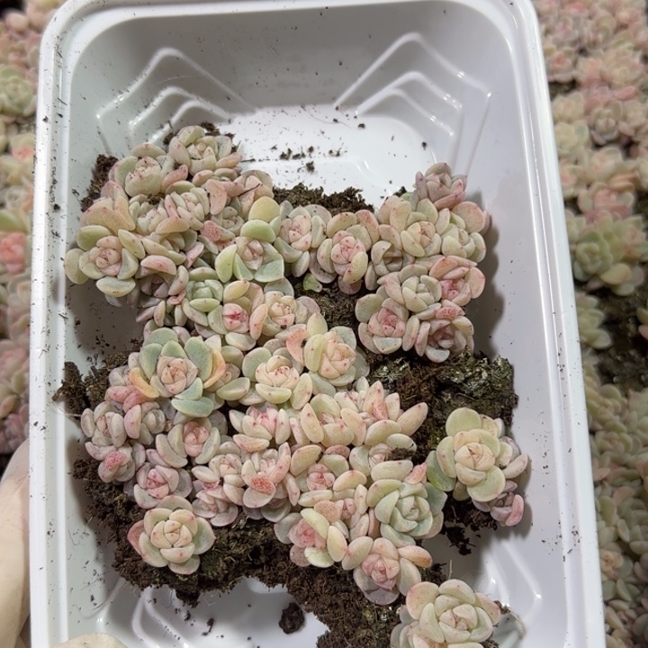 76号王者洗脸多肉一盒