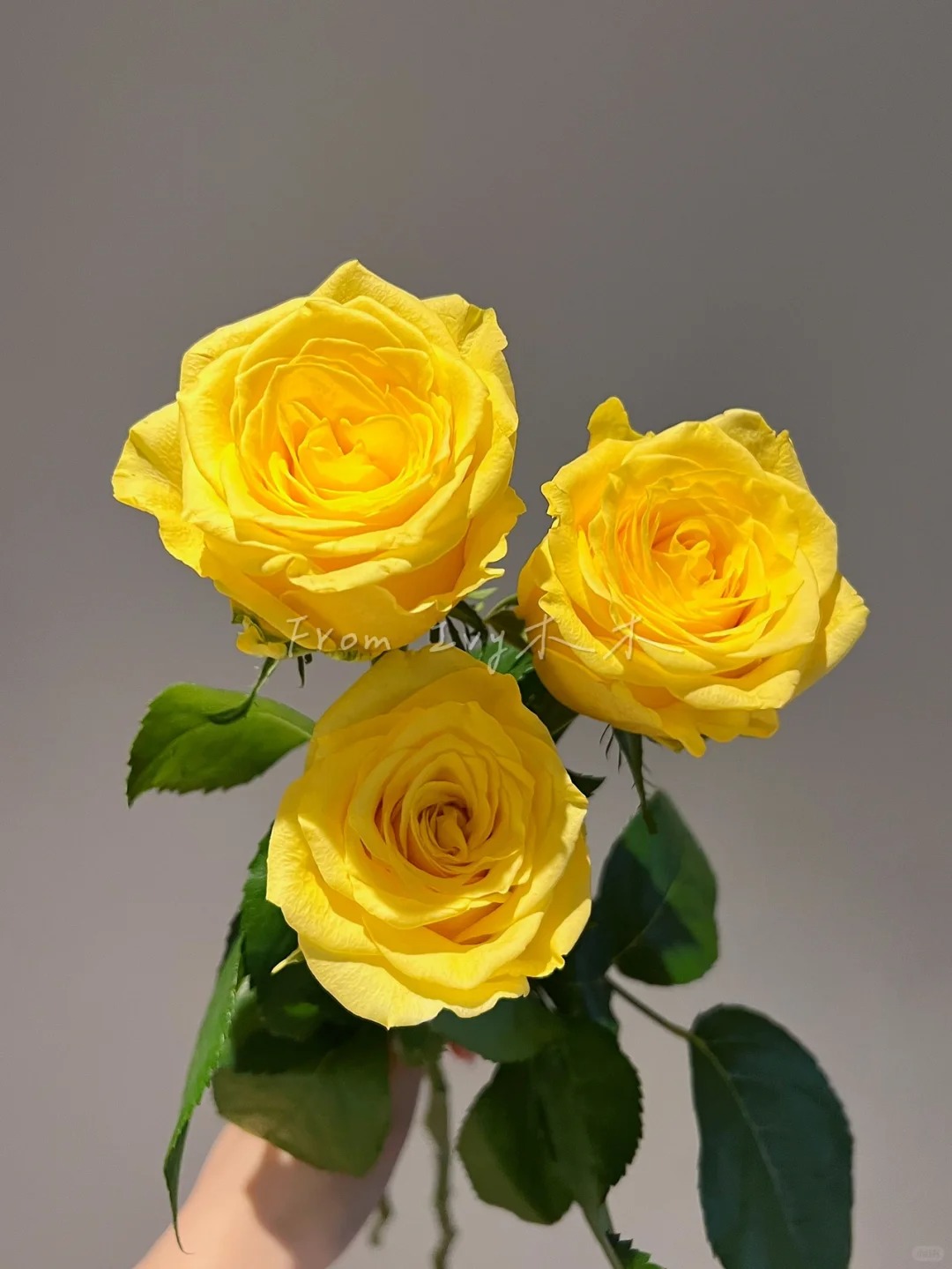 （蔓蔓）金枝玉叶单头玫瑰15支+5支防损 1单包邮