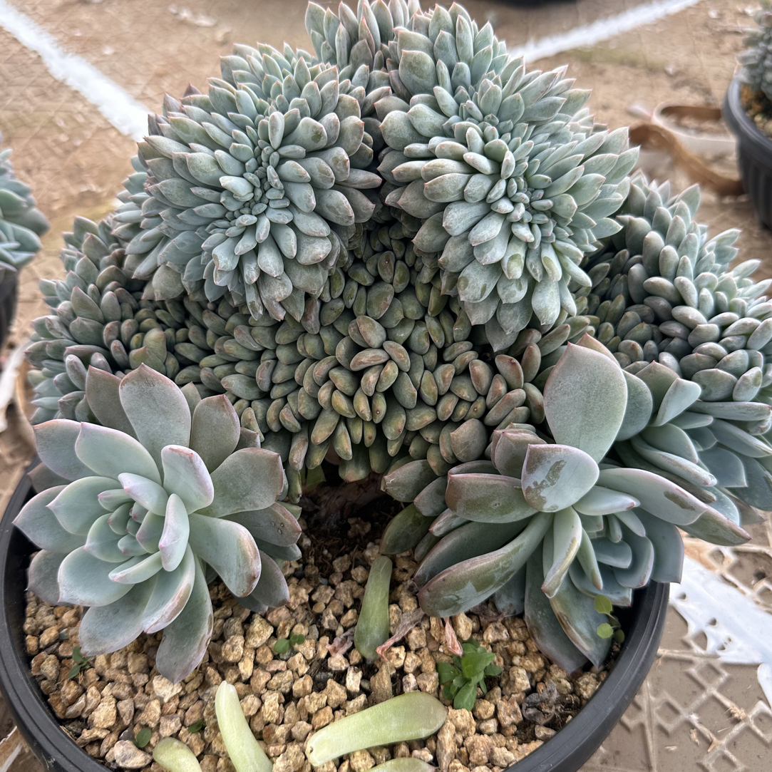星影缀化多肉植物，发货