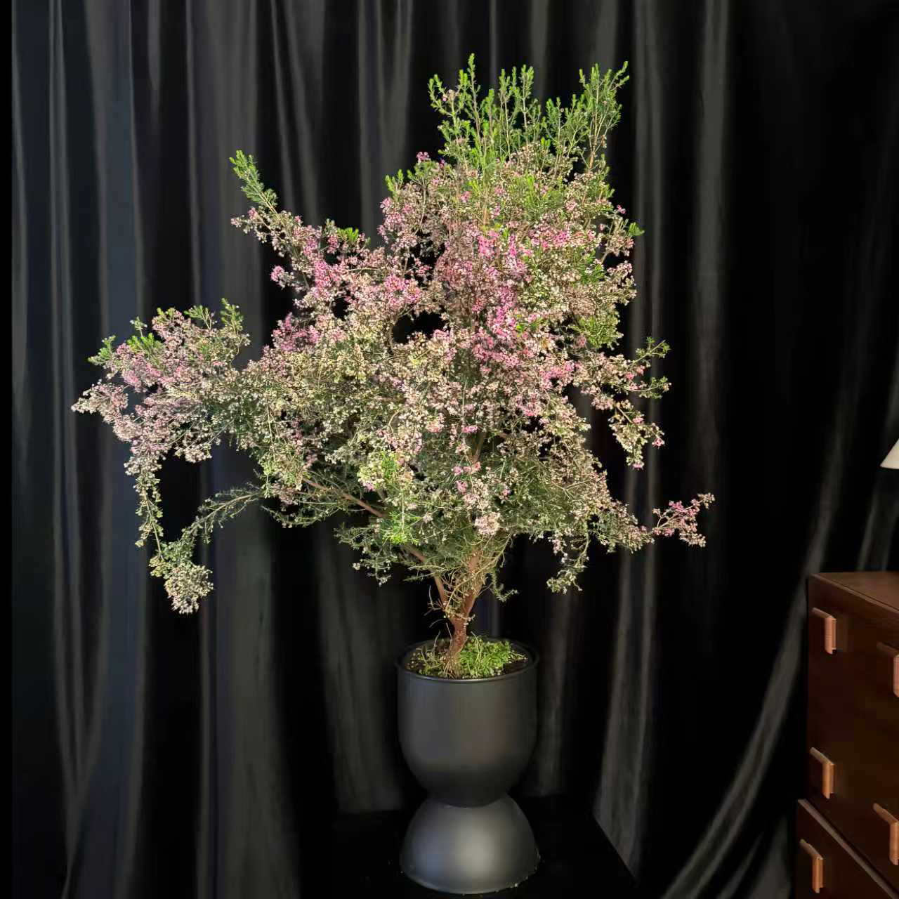 8年老桩 欧石楠 带花苞耐寒耐热多年生木本室内外盆栽地栽花期长