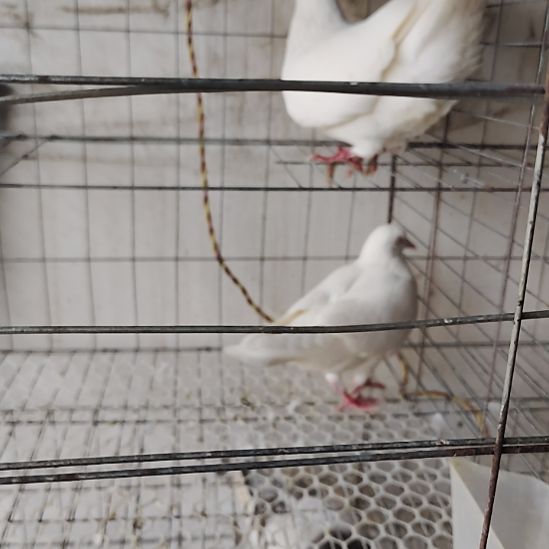 1中国大陆包装乳鸽肉鸽一对