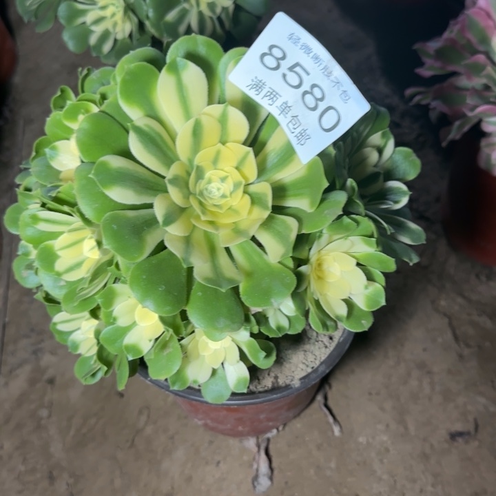 8580辛尼亚多肉植物