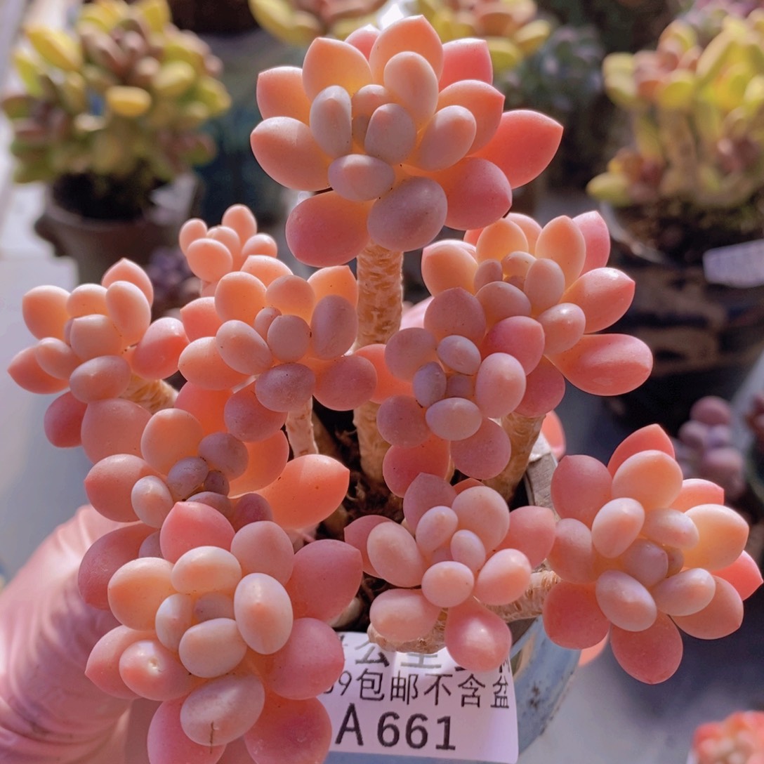 鱼子酱老桩8cm661多肉植物