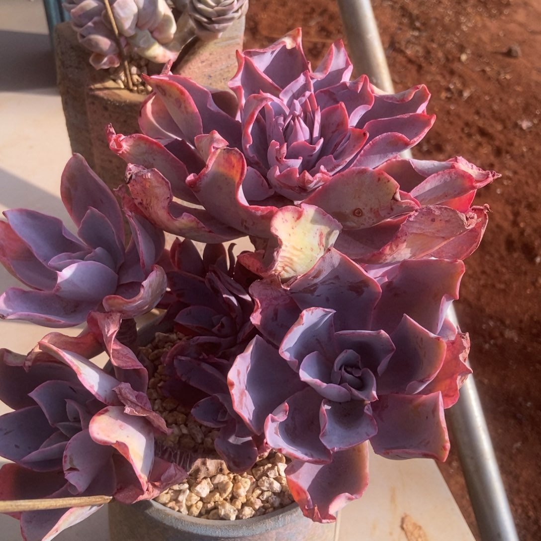 多肉多肉多肉多肉