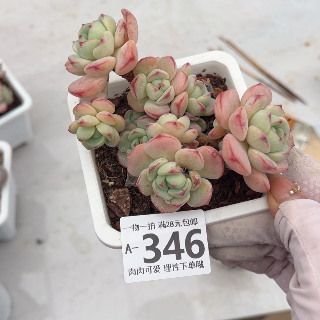 白底香草老桩多肉多肉多肉多肉