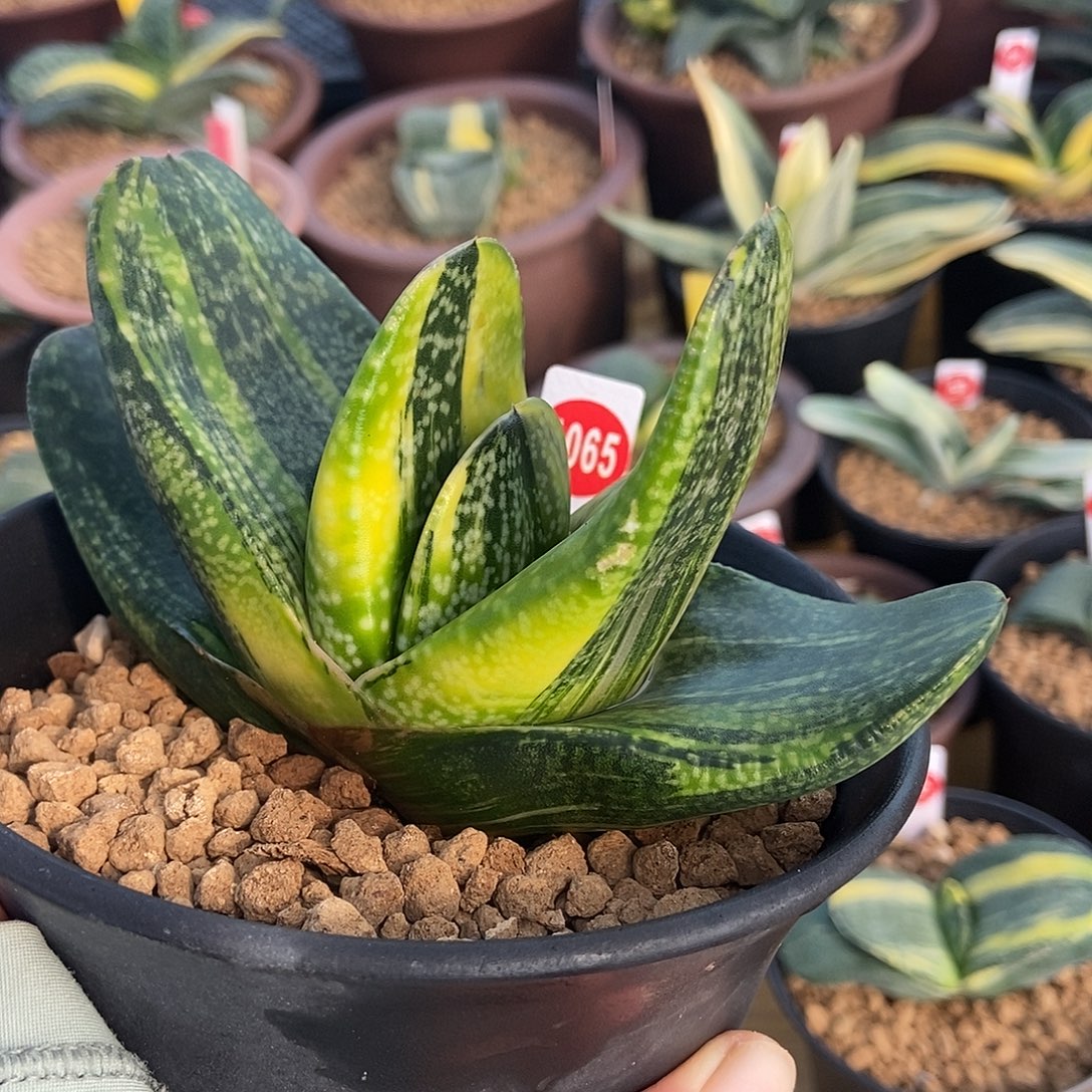 1065卧牛锦大母本真敦实带盆发货