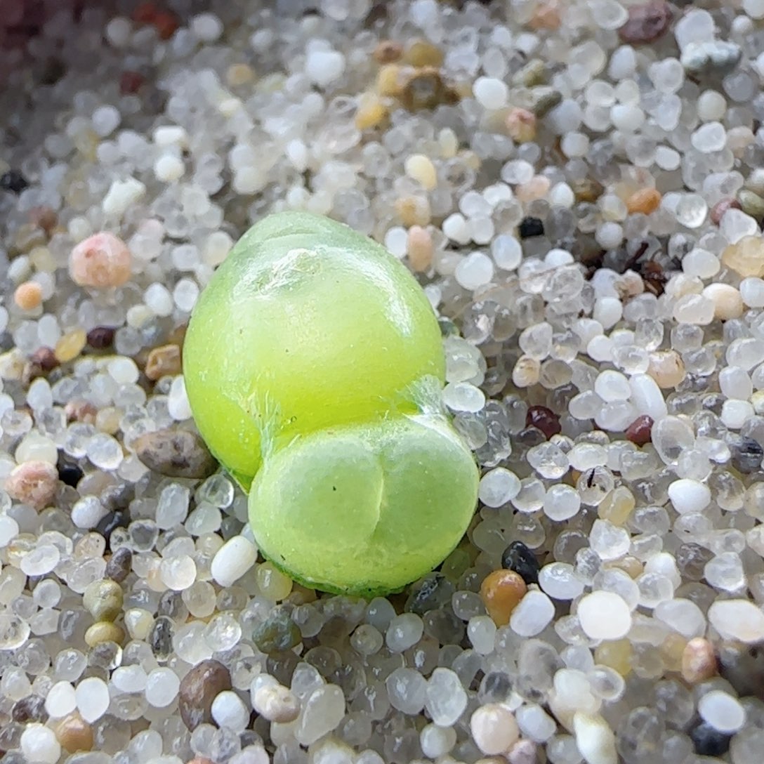 2.24.12/双头登登/冠幅1.1