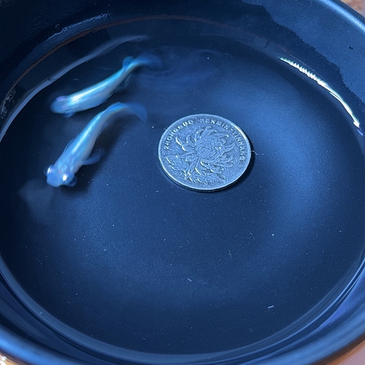 青鳉鱼泡泡眼2条34号