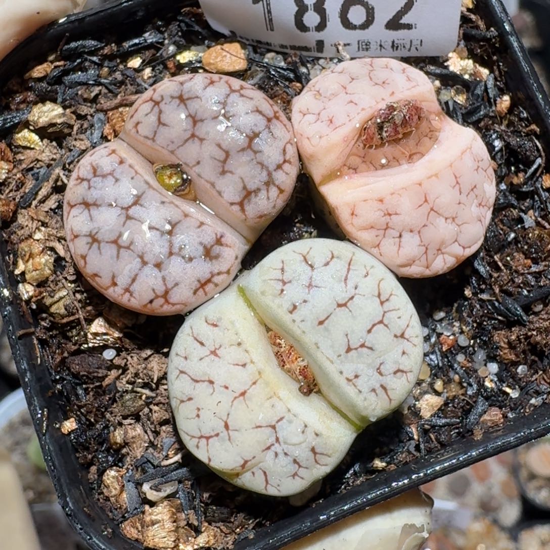 zzz好货也福利1862