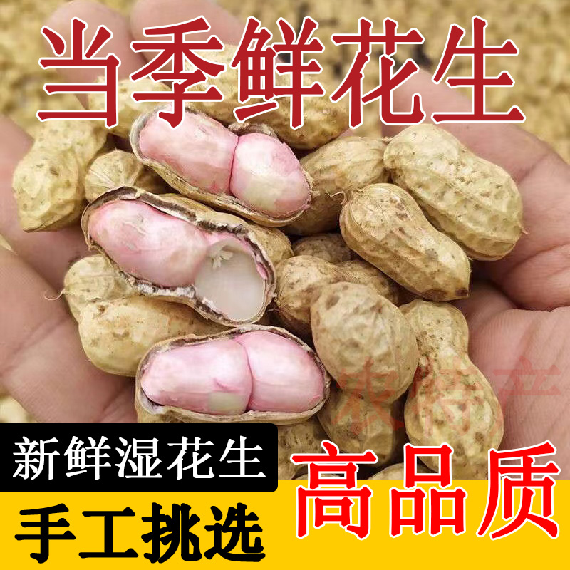 河南新鲜粉皮花生沙地现挖带壳湿花生可水煮生吃带泥鲜花生3斤9斤