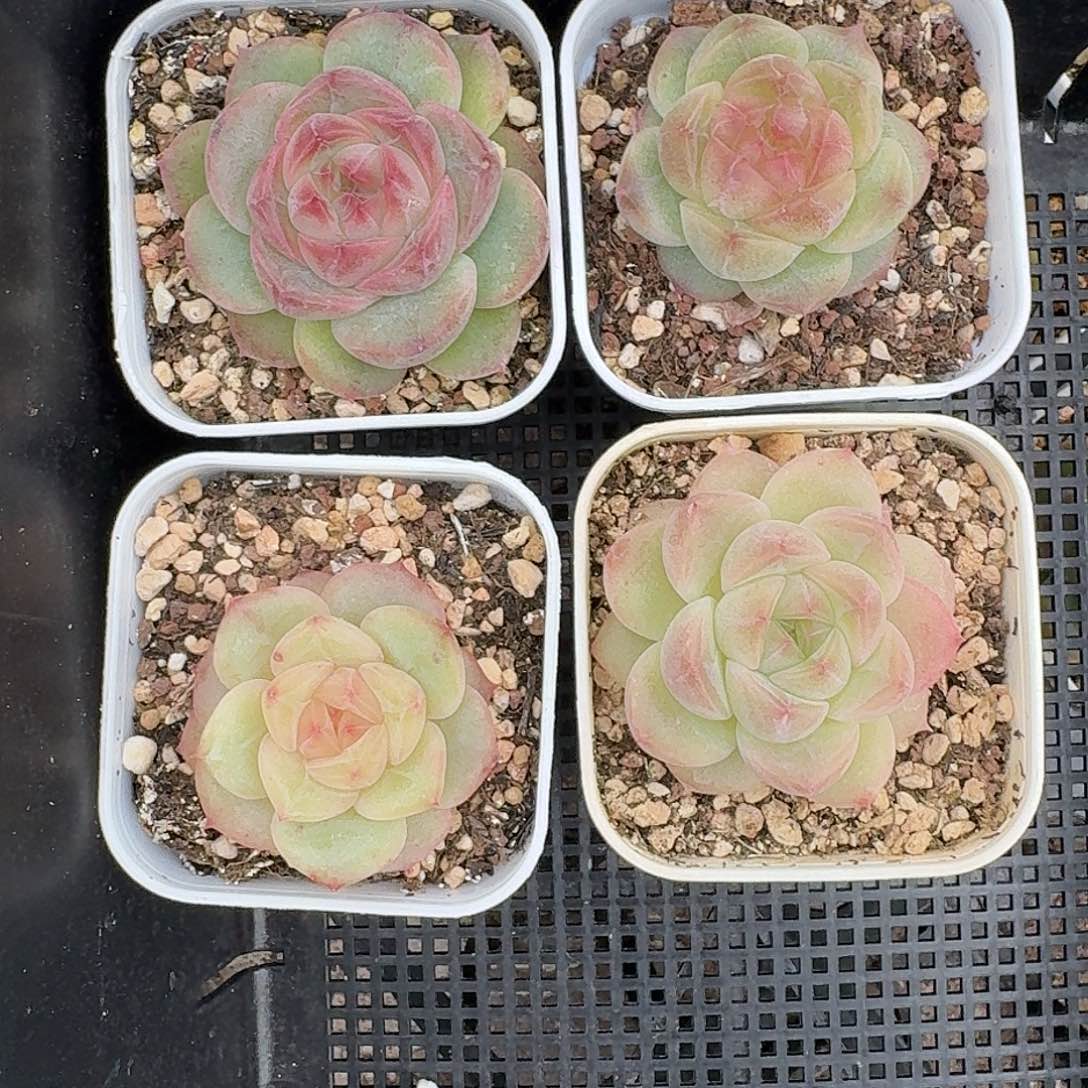 如图5.5白方麦芽糖单头混搭4个一组