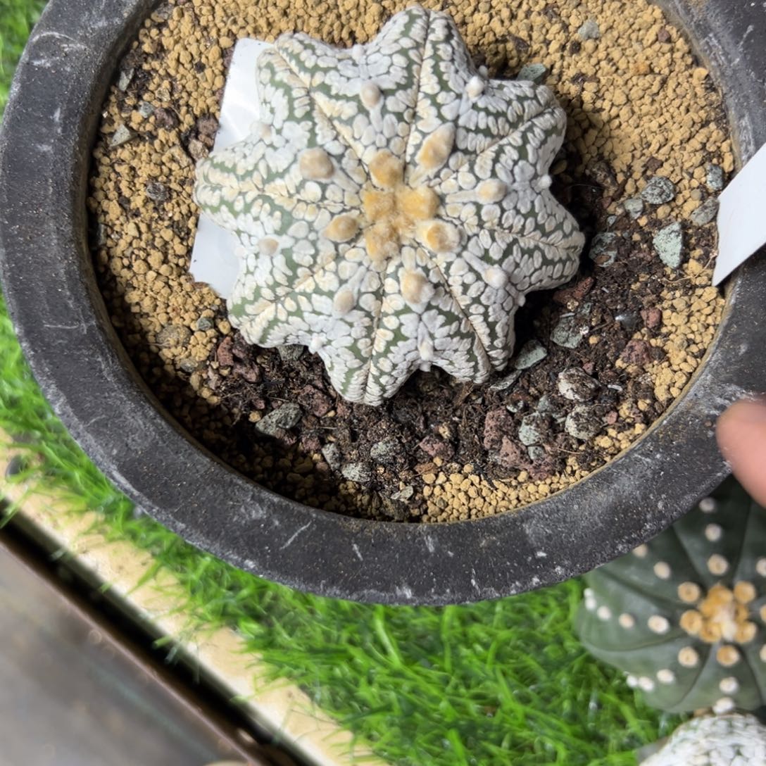 J***e081号兜仙人球多肉