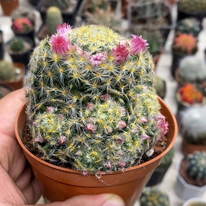 叶***大号明星特价福利