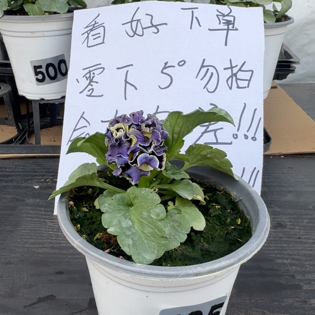 全部花朵505号德古拉