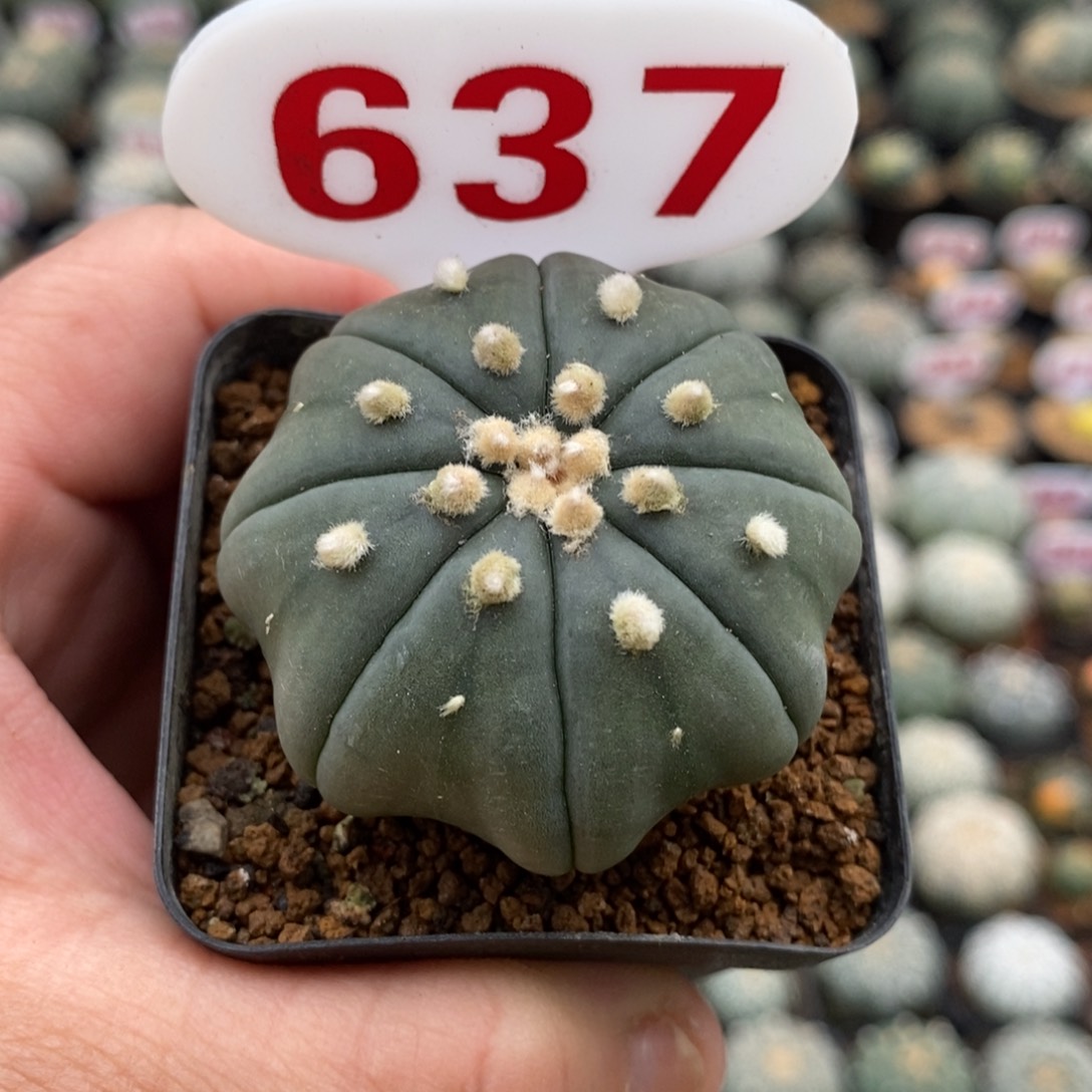 637指纹琉璃海星