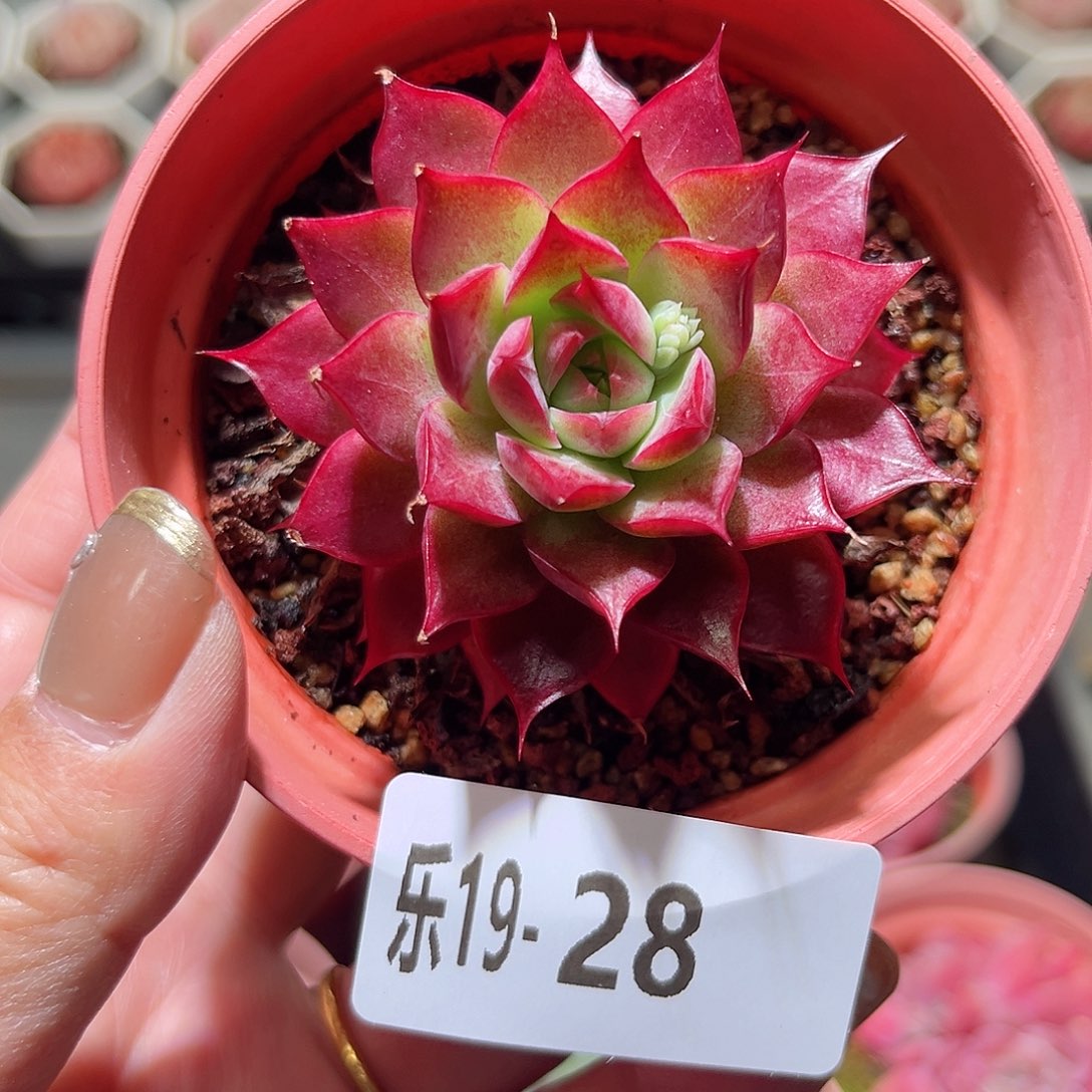 乐19-28 小海螺单头