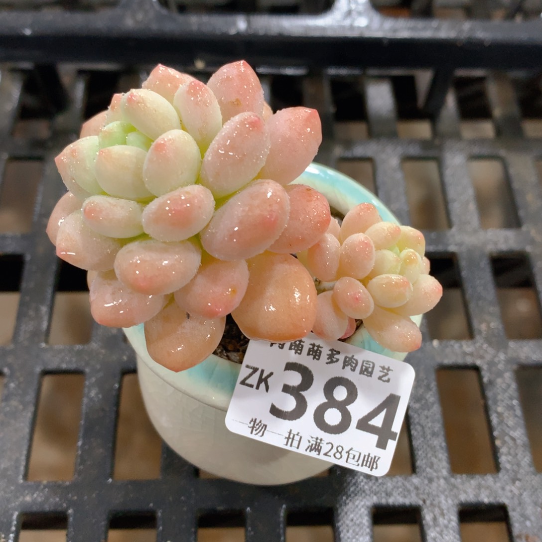 肉萌萌拇指盆精控多肉ZK384