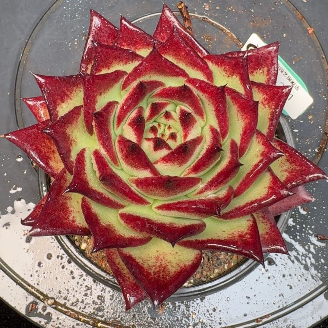 从前慢多肉精选编号1219.241